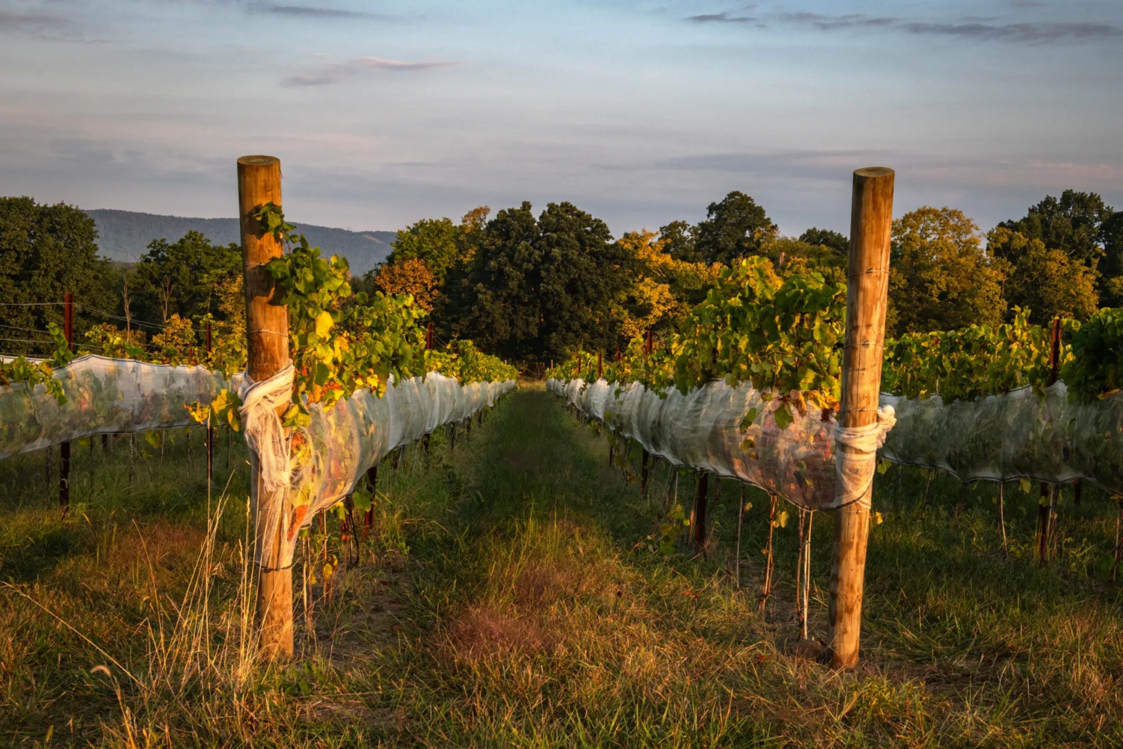 Domaine Fortier Vineyards — winery photo