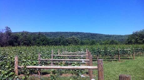 Two Twisted Posts Winery — winery photo